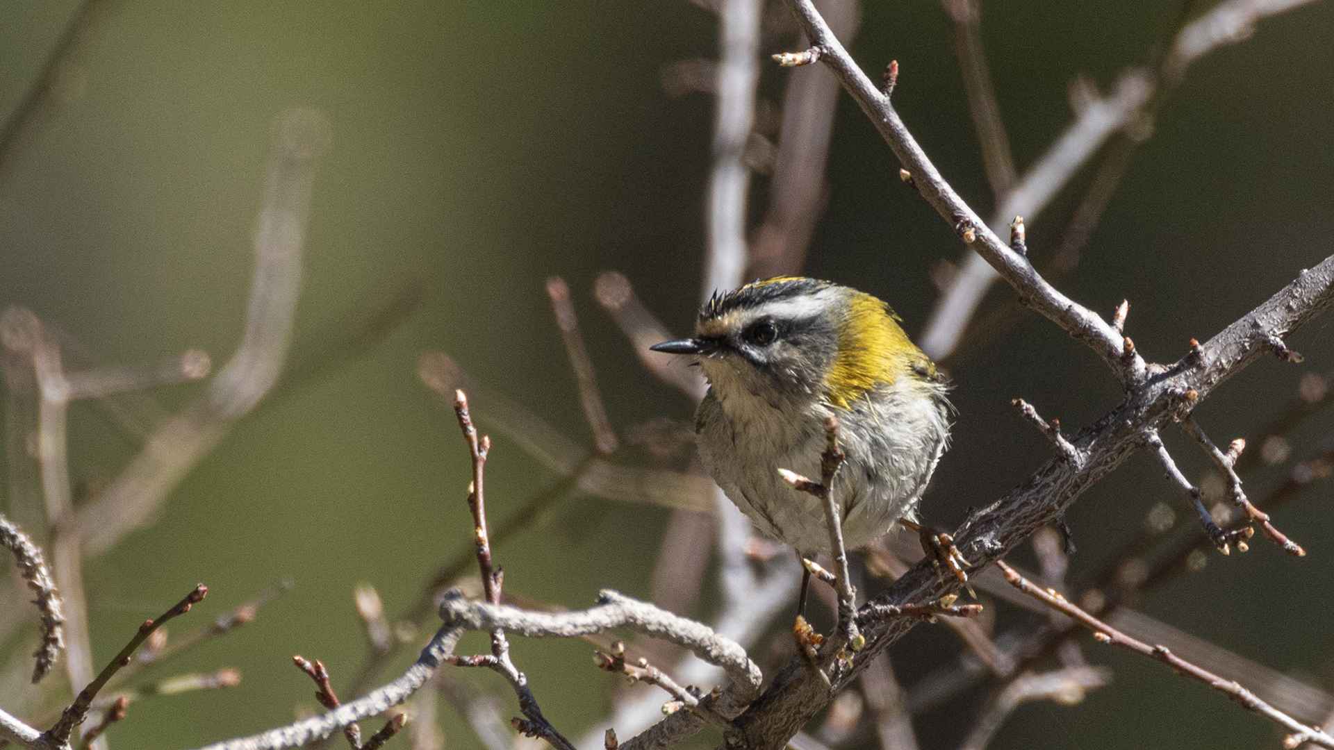 Common Firecrest